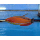 Paracheilinus mccoskeri - McCoskers Wrasse, McCoskers...