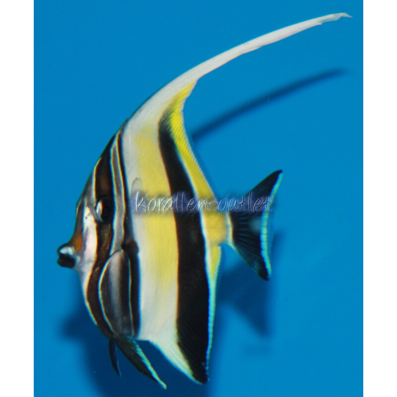 Zanclus cornutus - Halfterfisch