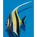 Zanclus cornutus - Halfterfisch