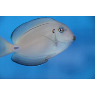 Acanthurus tennentii - Doubleband surgeonfish