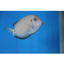Acanthurus tennentii - Doubleband surgeonfish
