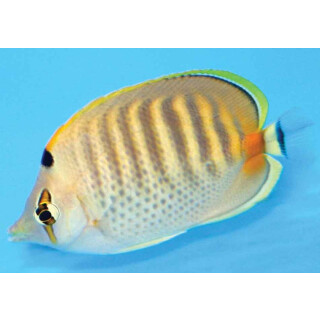 Chaetodon punctatofasciatus - Spotband Butterflyfish