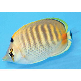 Chaetodon punctatofasciatus - Punktstreifen-Falterfisch