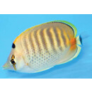 Chaetodon punctatofasciatus - Spotband Butterflyfish