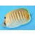 Chaetodon punctatofasciatus - Punktstreifen-Falterfisch