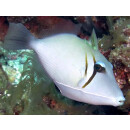 Sufflamen bursa - Bumerang-Drückerfisch ca.6-7cm
