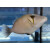 Sufflamen bursa - Bumerang-Drückerfisch ca.6-7cm