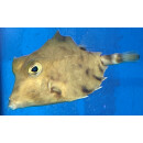 Tetrosomus gibbosus - Humpback Turretfish