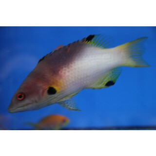 Bodianus axillaris - Axil hogfish