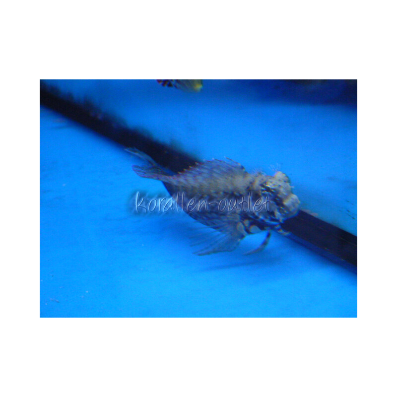 Salarias fasciatus - Jewelled blenny
