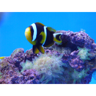 Amphiprion allardi - Twobar anemonefish / Allards anemonefish