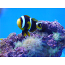 Amphiprion allardi - Twobar anemonefish / Allards...