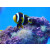 Amphiprion allardi - Twobar anemonefish / Allards anemonefish