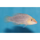 Pseudocheilinus octotaenia - Achtlinien-Zwerglippfisch