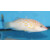Pseudocheilinus octotaenia - Achtlinien-Zwerglippfisch