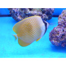 Chaetodon kleinii - Klein`s Falterfisch