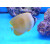 Chaetodon kleinii - Sunburst butterflyfish