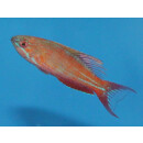 Paracheilinus filamentosus - Fahnen-Zwerglippfisch