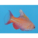 Paracheilinus filamentosus - Fahnen-Zwerglippfisch