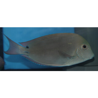 Acanthurus nigrofuscus - Brown surgeonfish