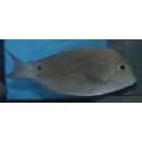 Acanthurus nigrofuscus - Brown surgeonfish