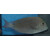 Acanthurus nigrofuscus - Brauner Doktorfisch