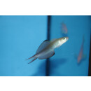 Ptereleotris evides - Blackfin dartfish