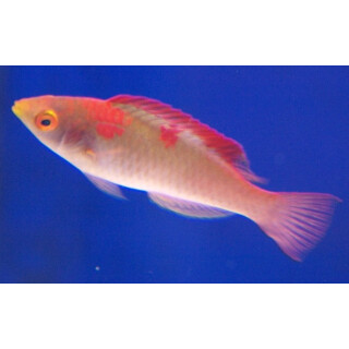 Cirrhilabrus adornatus - Debilius wrasse