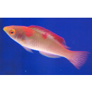 Cirrhilabrus adornatus - Debilius wrasse