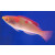 Cirrhilabrus adornatus - Debilius wrasse