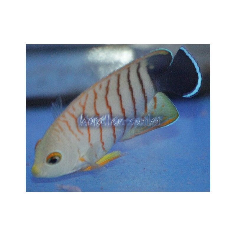 Centropyge eibli - Eibls Zwergkaiserfisch