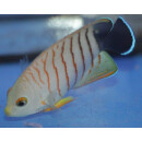 Centropyge eibli - Blacktail angelfish