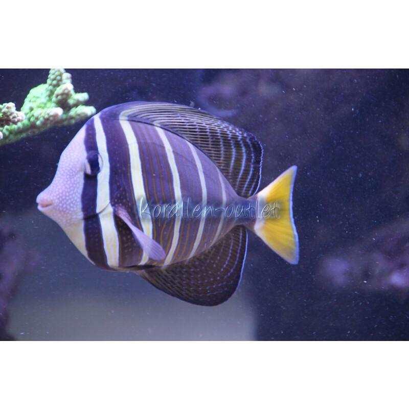 Zebrasoma veliferum - Pazifischer Segelflossen Doktorfisch