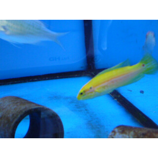Bodianus bimaculatus - Twospot hogfish