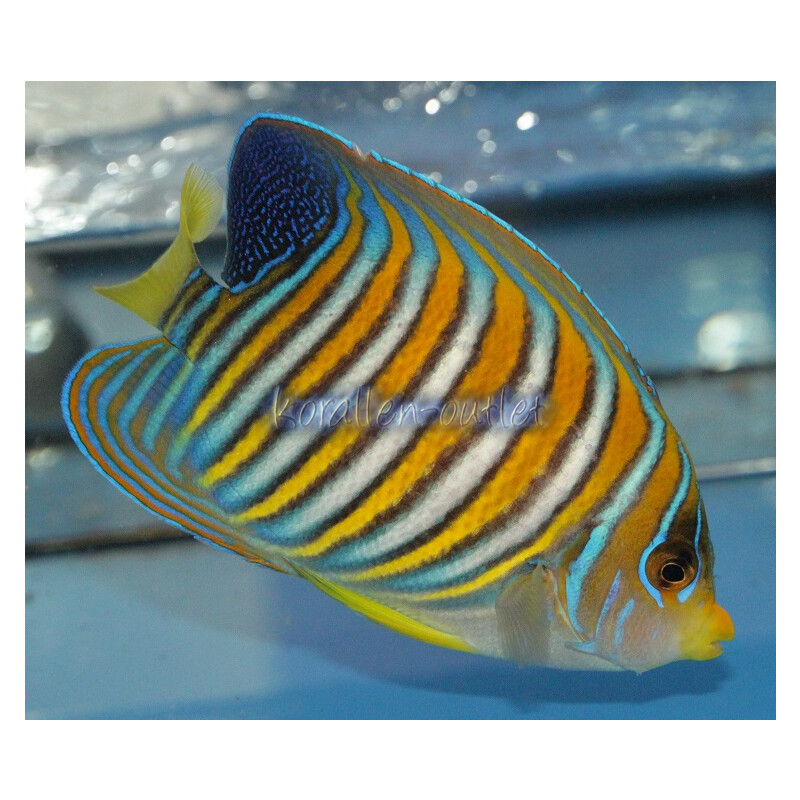 Pygoplites diacanthus - Pfauenkaiserfisch (Pazifischer Ozean)