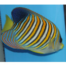 Pygoplites diacanthus - Pfauenkaiserfisch (Pazifischer Ozean)