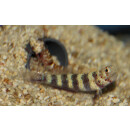 Amblyeleotris wheeleri - Gorgeous prawn-goby 