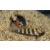 Amblyeleotris wheeleri - Gorgeous prawn-goby 