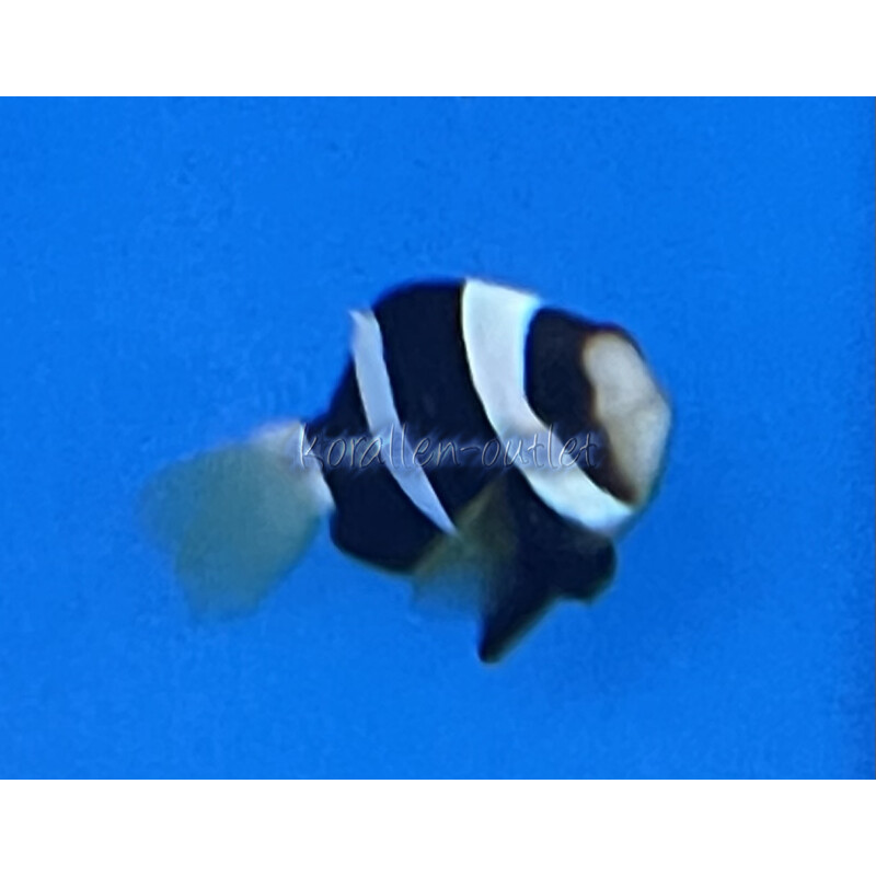 Amphiprion clarkii - Clarks-Anemonenfisch