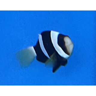 Amphiprion clarkii - Yellowtail clownfish