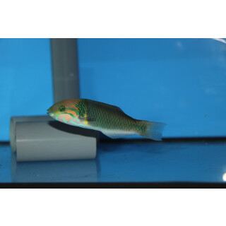 Thalassoma hebraicum - Lippfisch