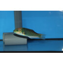 Thalassoma hebraicum - Lippfisch