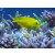 Acanthurus olivaceus - Orange band Surgeonfish / Orange-epaulette Surgeonfish / Orangeband Surgeonfish