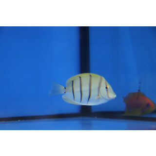 Acanthurus triostegus - Convict Surgeonfish / Convict Tang