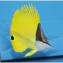 Forcipiger flavissimus - Longnose butterflyfish