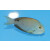 Acanthurus nubilus - Nadelstreifen-Doktorfisch