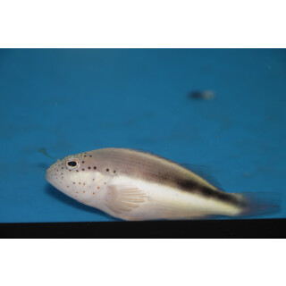 Paracirrhites forsteri - Blackside hawkfish