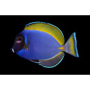 Acanthurus leucosternon X nigricans Hybride...