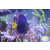 Zebrasoma xanthurum - Purple Tang/ Red Sea Sailfin