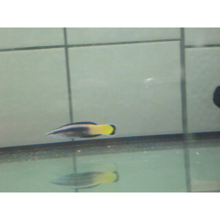 Labroides bicolor - Putzerlipfisch juvenil